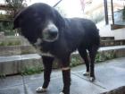 Danai-Sophie Border Collie Mix-Dame verschmust verspielt und intelligent