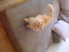 Zwei Selkirk-Rex-Kater suchen neues liebevolles Zuhause