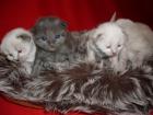 Sibirische Katzenbabys