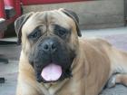 Bullmastiff Rüde mit perfekter genetischer Stammung starkem Knochen und guter