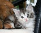 Maine Coon Baby Hamburg
