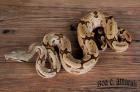1. 1 Boa constrictor amarali- Südbrasilien Nz 2022 abzugeben