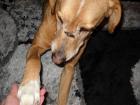 Pluto möglicherweise Labrador-Mix männlich geb. ca. 2022 ca. 55-60 cm ca. 2