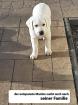 Auszugsbereite Labradorwelpen 3 Rüden gelb/ weiß sehr typvoll aus seriöser Zu