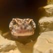 Vk Terrarium 120x80x80 mit 4 Leopardgeckos