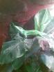 1 1 Anolis Equestris / Ritteranolis